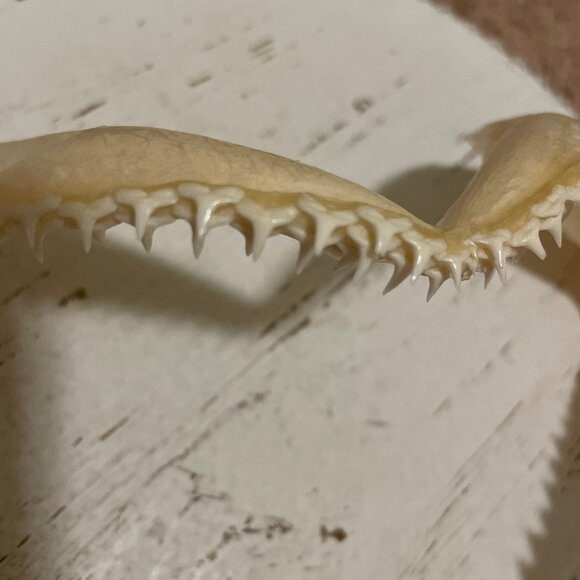 Shark teeth - Picture 2 of 7